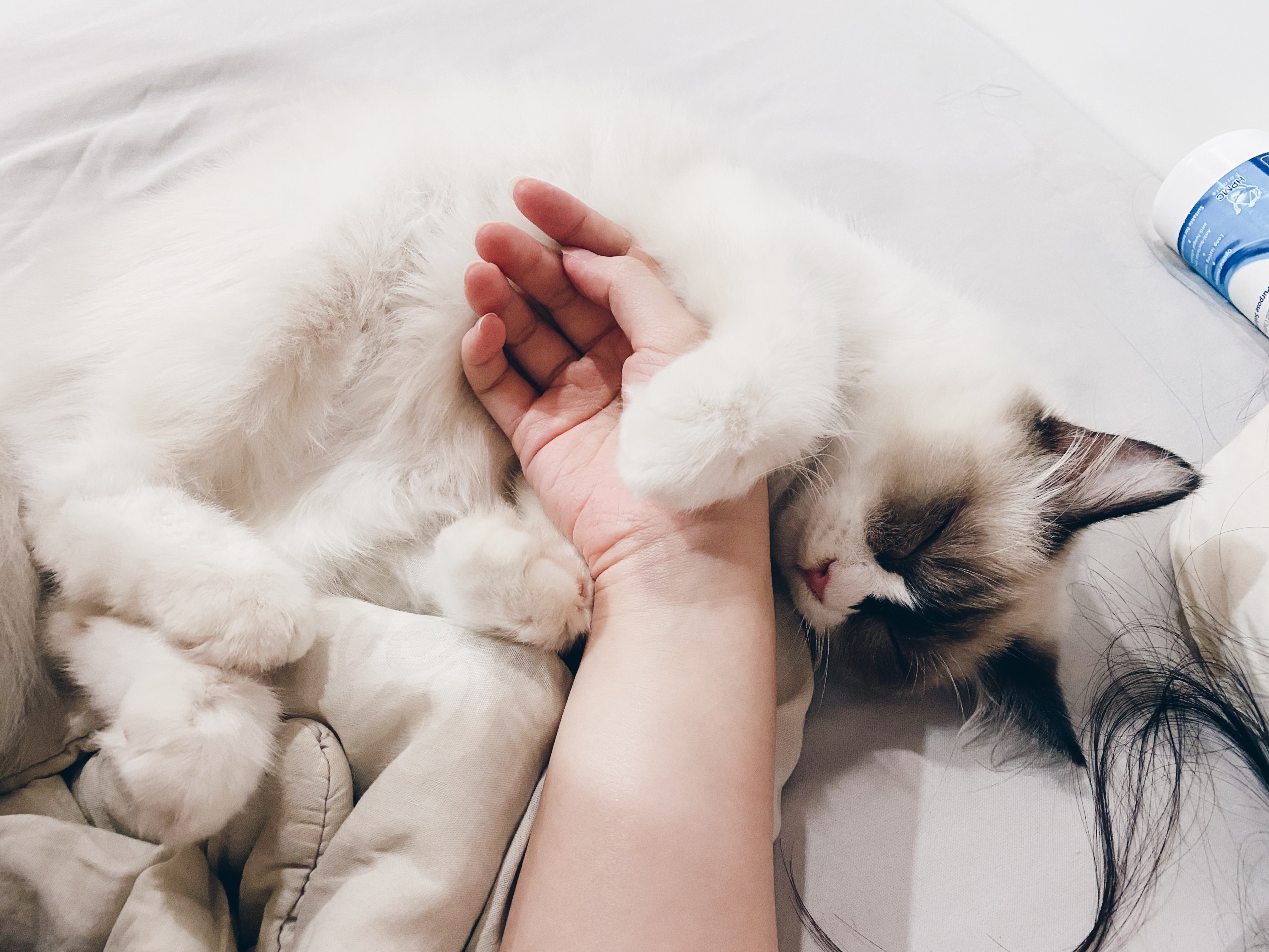 Lessons on Morning Devotion from a Cat