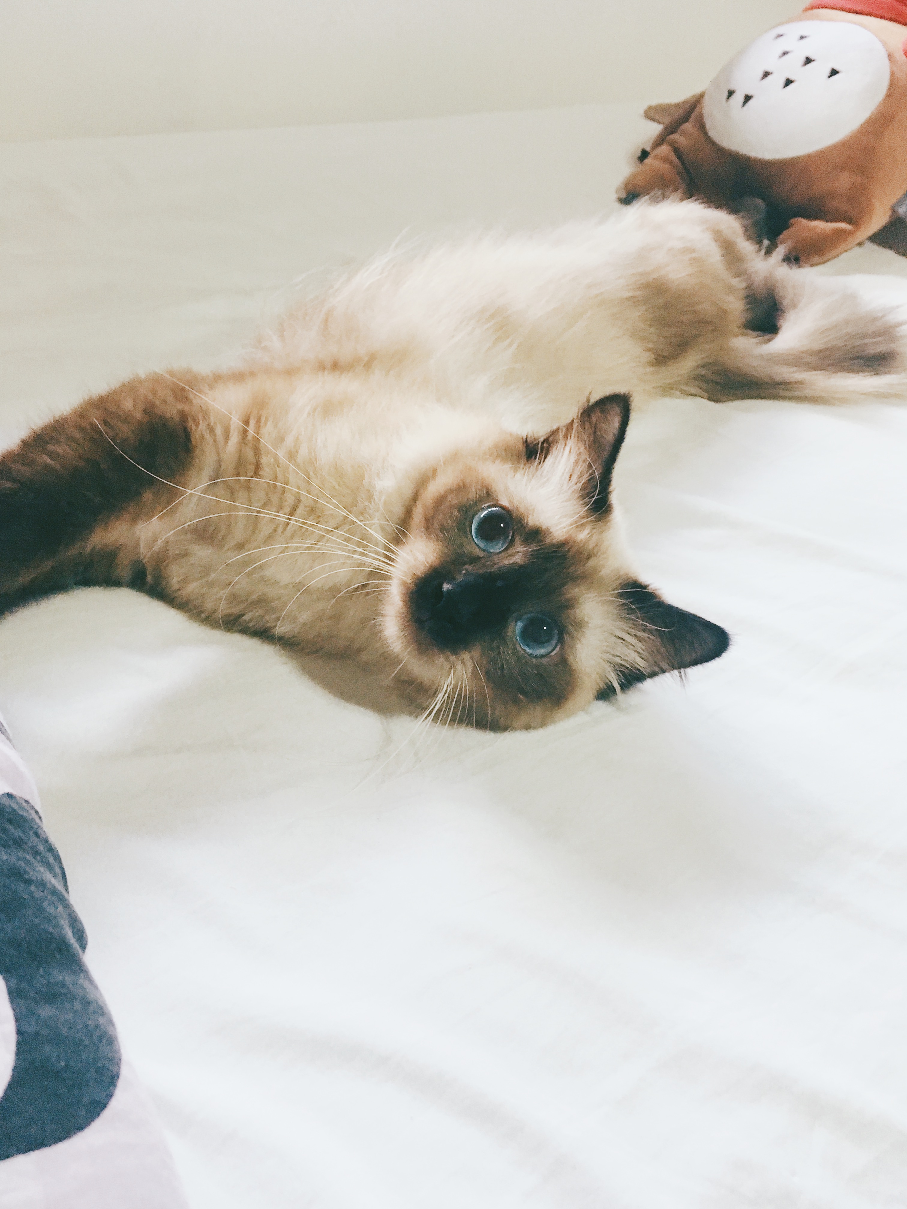 Pet-Mills-1